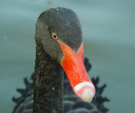 Черный лебедь 