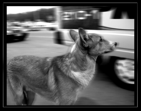 ...верность...надежда...