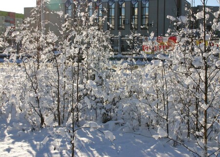 ЗИМА В ГОРОДСКОМ СКВЕРЕ!
