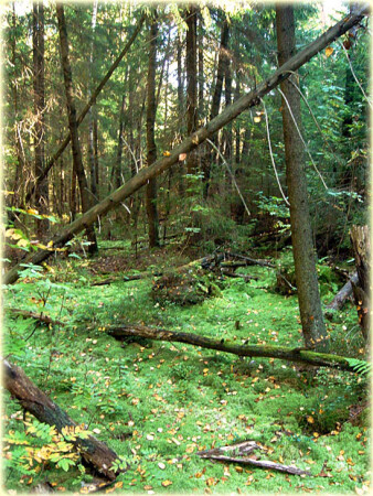 Ельник