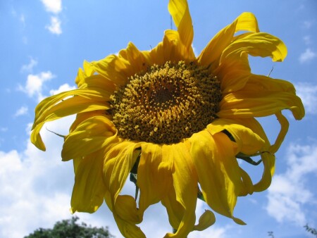 маленькое Солнце