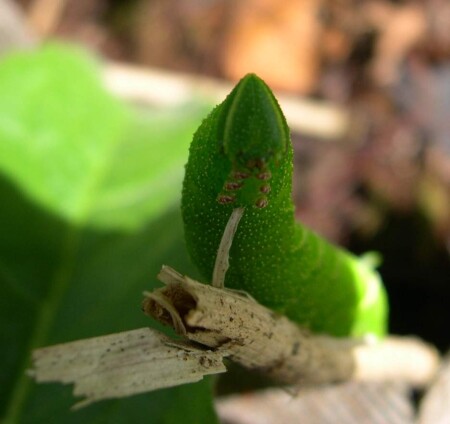Вот доем и стану бабочкой