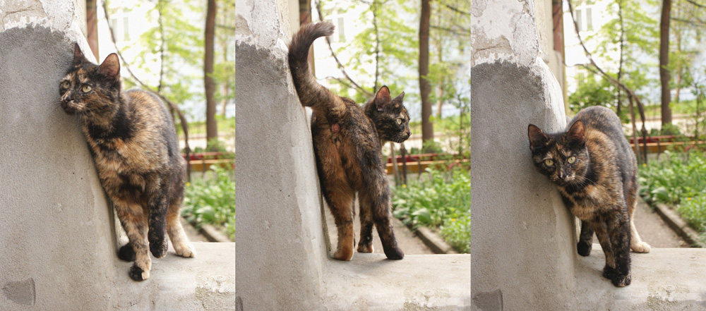 кошки
