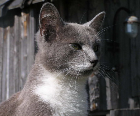 Египетский профиль