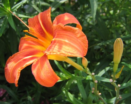 Я буду лучше...