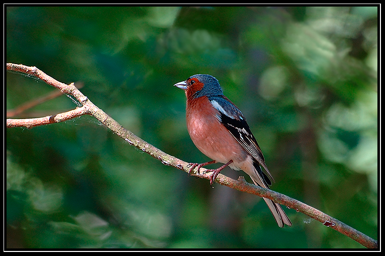 Зяблик (Fringilla coelebs)