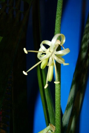 &quot;Щучий хвост&quot; цветёт