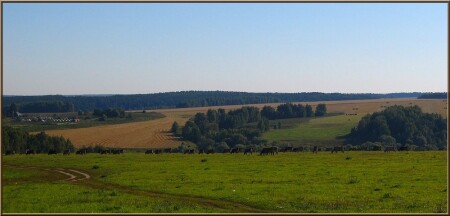 На лугу пасутся Ко...