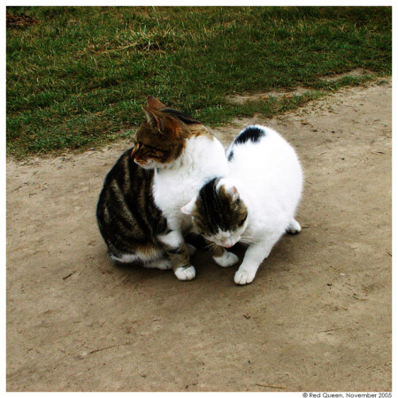 Нежность в квадрате