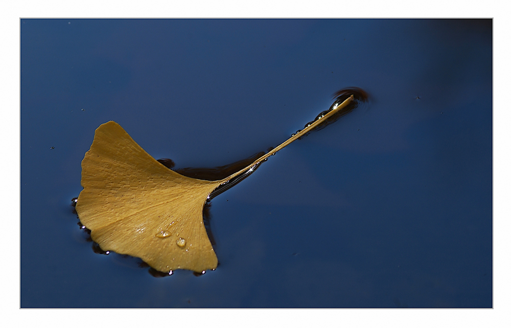 Ginkgo biloba