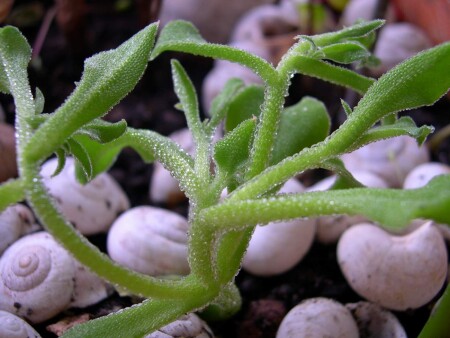 Я водяной, я водяной ......мои друзья- улитки,фу какая бяка..........