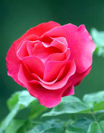 Королева сада