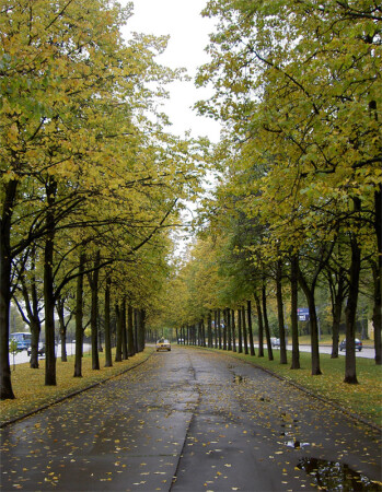 В последнюю осень