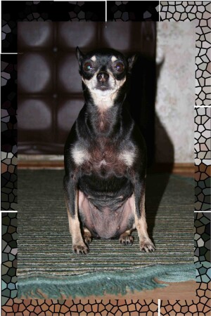 Лучший друг человека...