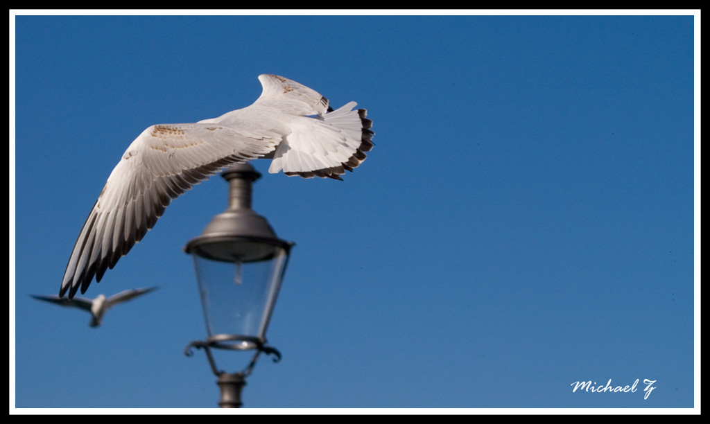 Bird, Lamppost, Bird