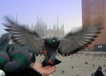 принятие на piazzetta San Marco