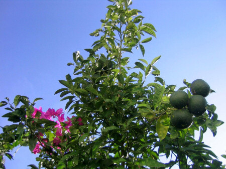 лимончик зеленый