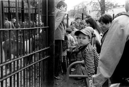 хочу погладить ослика