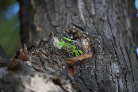 И жизнь от жизни..