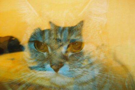 Кошка 3D (Эксперимент с зумом)