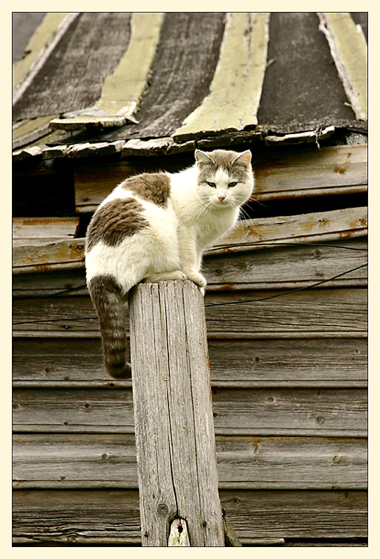 Мурзик