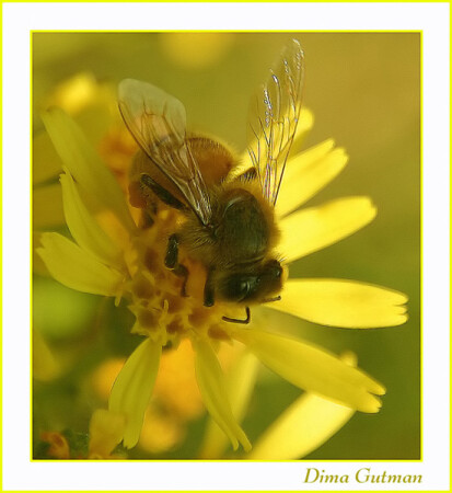 Maya The Honey Bee2