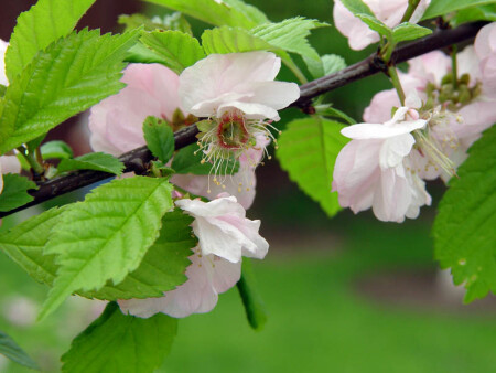 веточка миндаля