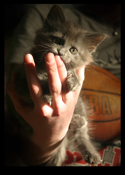 кот