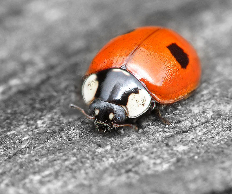 LadyBird