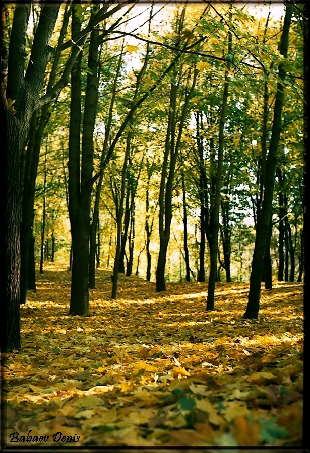 Осень настала, листья опали