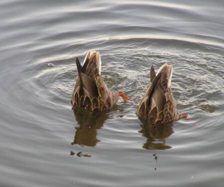 Синхронное плавание