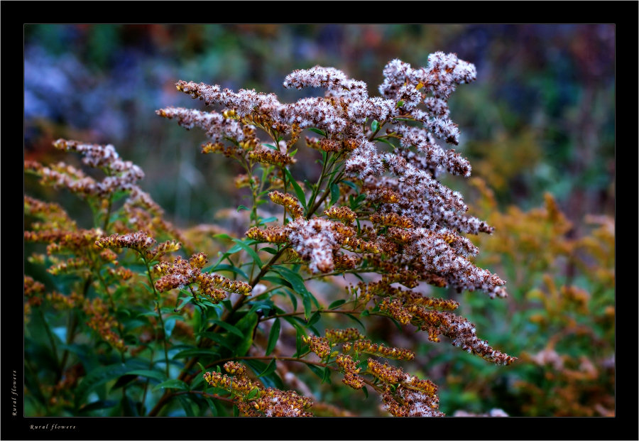 #Rural flowers # 