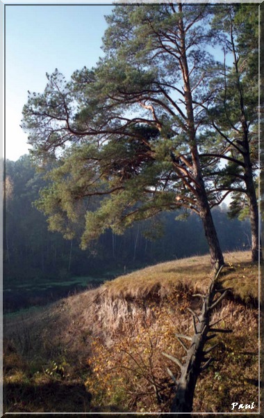 Лес