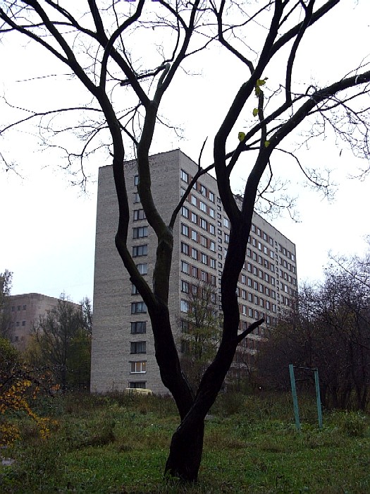 Дерево