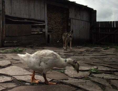 В поисках пищи