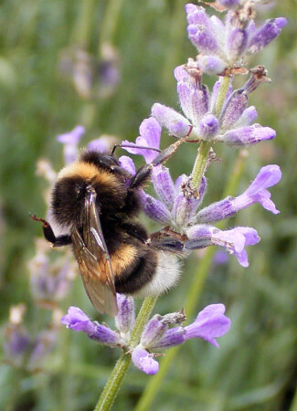 Мохнатый шмель на душистый хмель... 