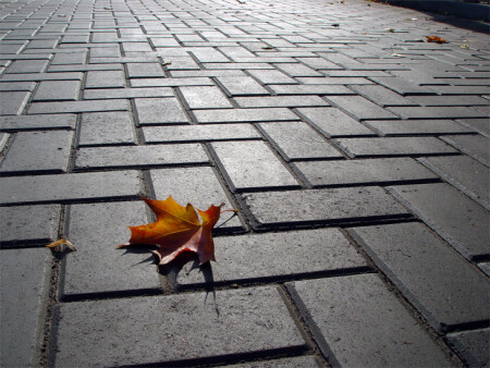 Лист на мостовой