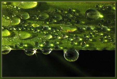 Dew (14)