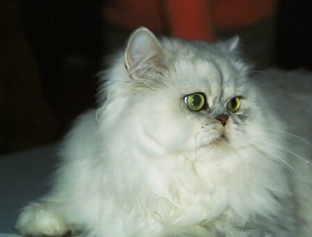 Кошка персидская, окрас шиншилла
