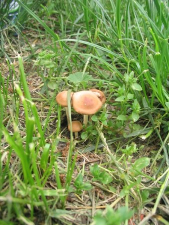 Как часто Красота Ядовита ?...