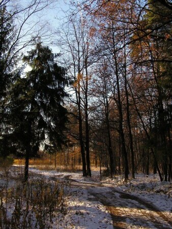 Дорога в поле