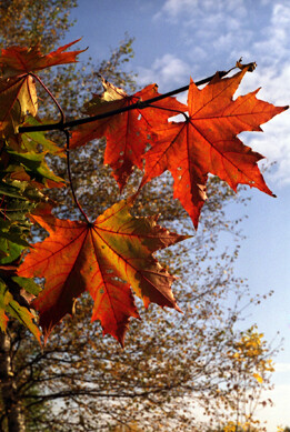 Яркая осень