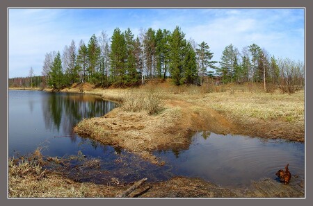 Панорамная картинка про весну с собакой в ПНУ
