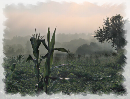 КУКУРУЗНОЕ УТРО