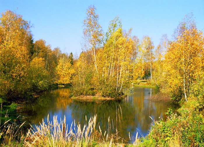 Лесное озеро