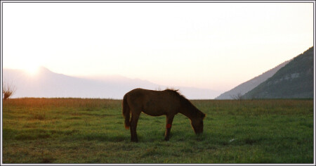 Молчаливая лошадь