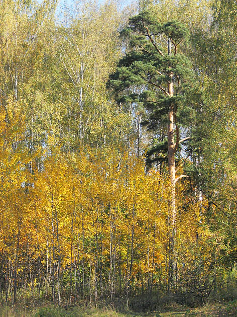 Осень