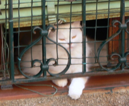 Думы о свободе