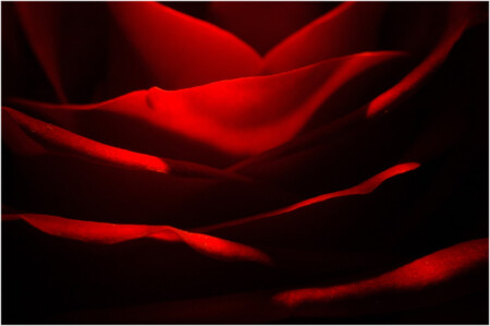 red rose