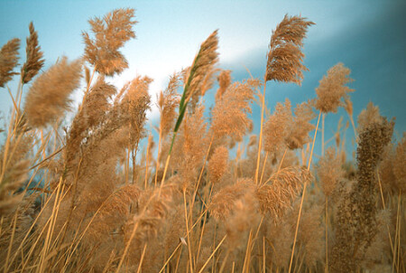 "Шумел камыш"